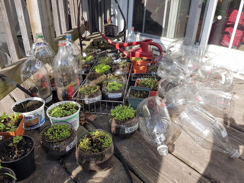 photo of winter sowing containers in May, lids off, most with tiny seedlings